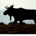 ‘Vahşi Kışla Yarış’, 28 Aralık Pazar 20.00’de National Geographic WILD Ekranlarında!