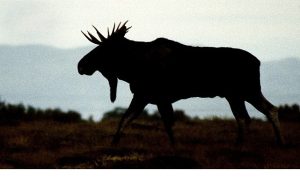 ‘Vahşi Kışla Yarış’, 28 Aralık Pazar 20.00’de National Geographic WILD Ekranlarında!