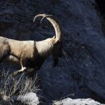 Yaban keçileri karla birlikte Munzur’a indi