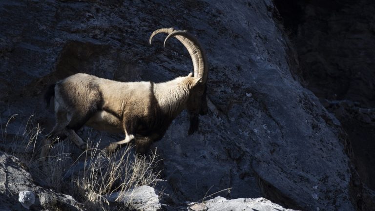 Yaban keçileri karla birlikte Munzur’a indi