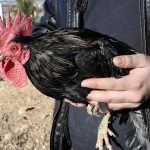 Yılbaşı öncesi hindi fiyatları arttı: Horoza rağbet var