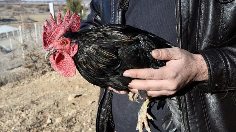 Yılbaşı öncesi hindi fiyatları arttı: Horoza rağbet var