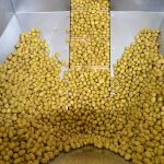 Zeytin ve zeytinyağı sektöründe güçler URGE Projesi’nde birleştirilecek