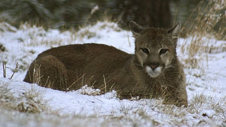 ABD’de yürüyüş yapan kadın puma saldırısında öldü