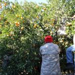 Adana’da tescilli Kozan portakalında hasat zamanı