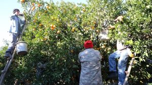 Adana’da tescilli Kozan portakalında hasat zamanı