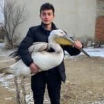 Afyonkarahisar’da sokakta karşılaştığı yaralı pelikanı yetkililere teslim etti