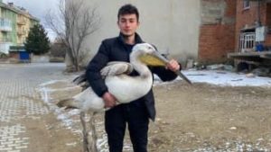 Afyonkarahisar’da sokakta karşılaştığı yaralı pelikanı yetkililere teslim etti