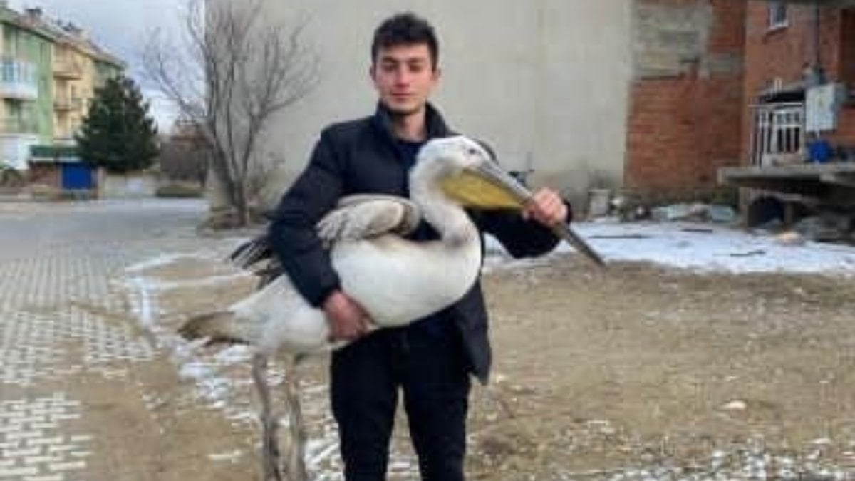 Afyonkarahisar’da sokakta karşılaştığı yaralı pelikanı yetkililere teslim etti