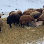 Ağrı’da besicilerin zorlu kış mesaisi
