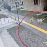 Amasya’da başıboş sokak köpekleri karne günü korku saçtı
