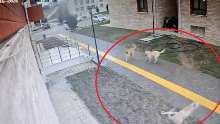 Amasya’da başıboş sokak köpekleri karne günü korku saçtı