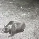 Amasya’da kış uykusuna yatmayan ayıya seslendi: Kocaoğlan git yerinde uyu