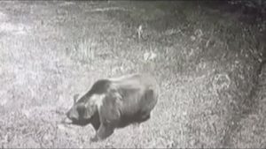 Amasya’da kış uykusuna yatmayan ayıya seslendi: Kocaoğlan git yerinde uyu