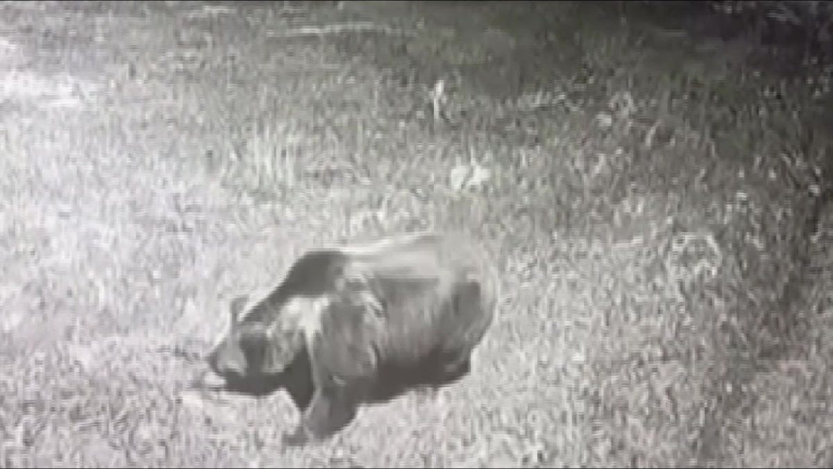 Amasya’da kış uykusuna yatmayan ayıya seslendi: Kocaoğlan git yerinde uyu