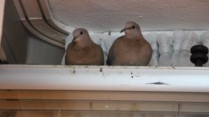 Amasya’da kumrular camın önüne yuva yaptı