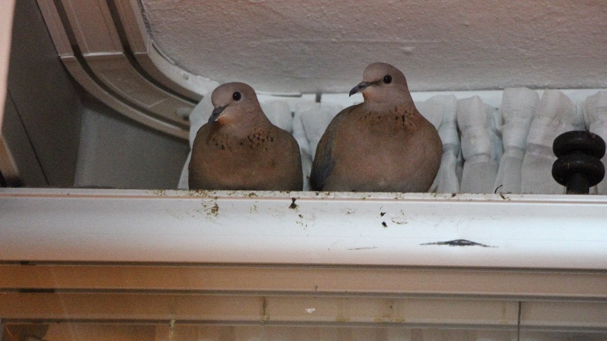 Amasya’da kumrular camın önüne yuva yaptı