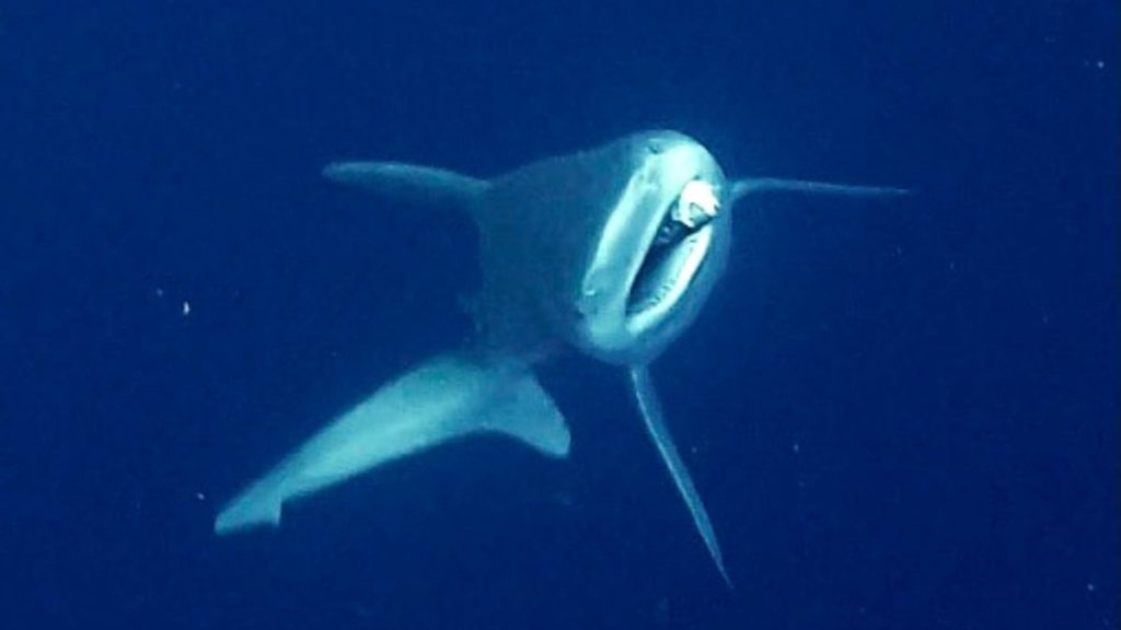 Antalya’da camgöz köpek balığına dalgıçlardan hayat kurtaran müdahale