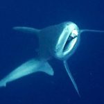 Antalya’da camgöz köpek balığına dalgıçlardan hayat kurtaran müdahale