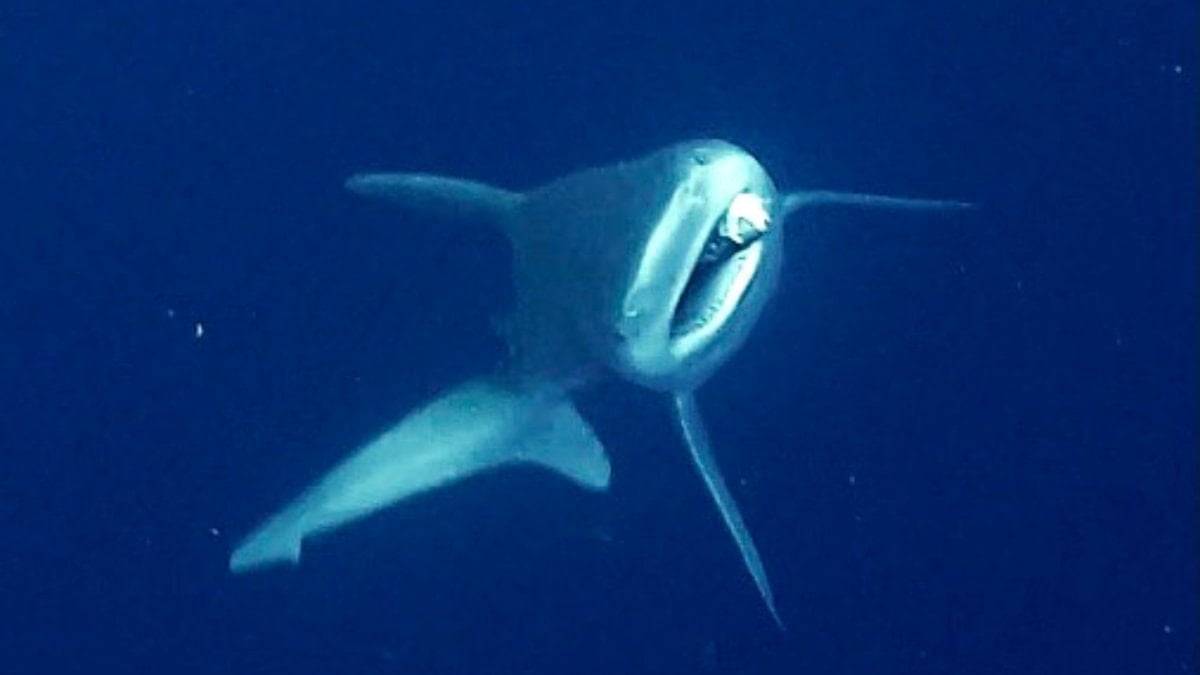 Antalya’da camgöz köpek balığına dalgıçlardan hayat kurtaran müdahale