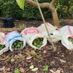 Antalya’da polis görünce çaldıkları avokadoları bırakıp kaçtılar