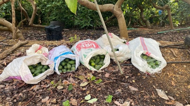 Antalya’da polis görünce çaldıkları avokadoları bırakıp kaçtılar