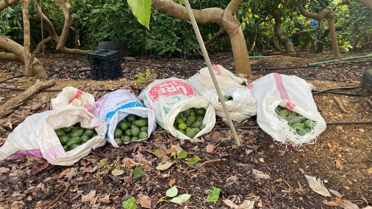 Antalya’da polis görünce çaldıkları avokadoları bırakıp kaçtılar
