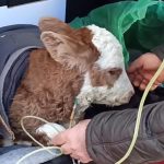 Ardahan’da buzağıya bagajda serum tedavisi