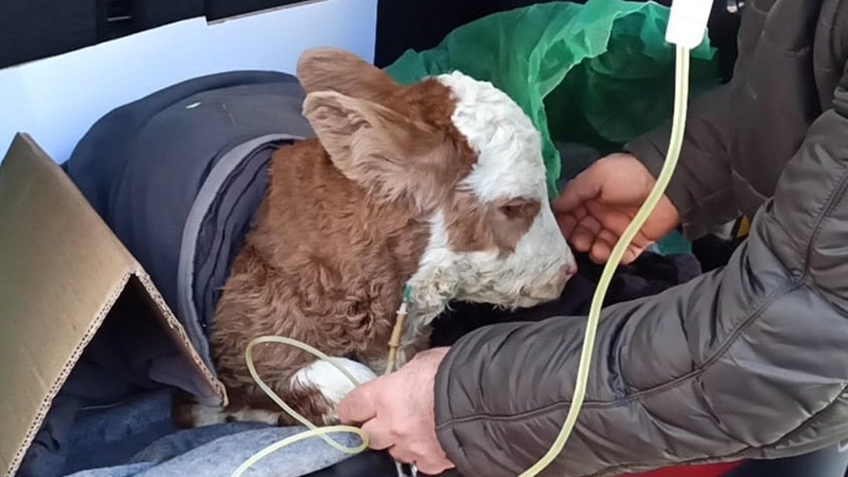 Ardahan’da buzağıya bagajda serum tedavisi