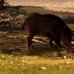 Aydın Kuşadası’ndan domuzlar şehre inerek yiyecek aradı