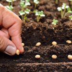 Baharda hasat için şimdi ekin! İşte Ocak ayında ekilmesi gereken bitki ve sebzeler