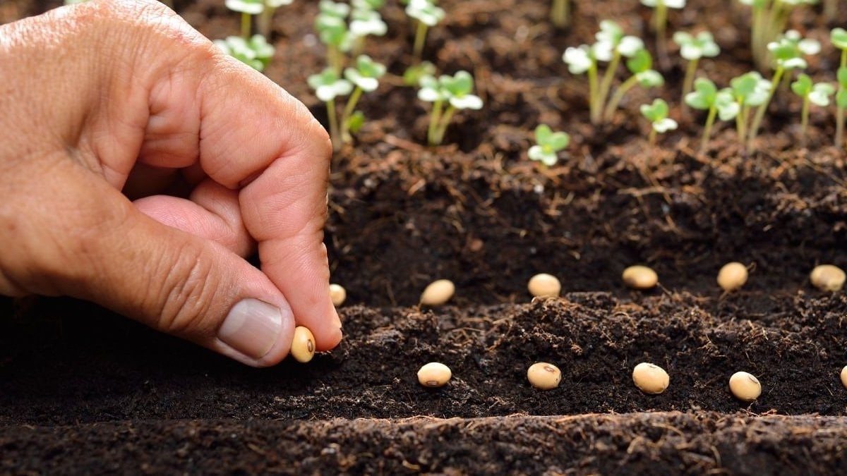 Baharda hasat için şimdi ekin! İşte Ocak ayında ekilmesi gereken bitki ve sebzeler