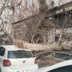 Balıkesir’de kamyonun çarptığı çınar ağacı, araçların üzerine devrildi