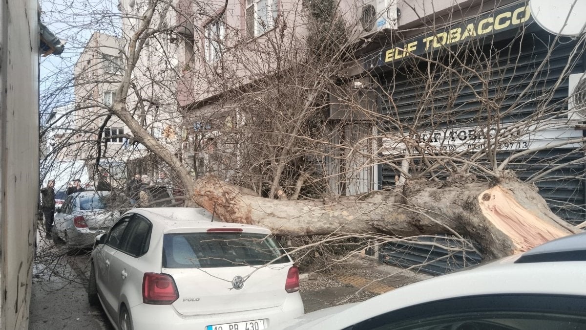 Balıkesir’de kamyonun çarptığı çınar ağacı, araçların üzerine devrildi