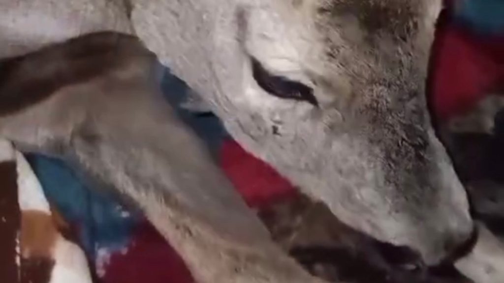 Bartın’da duyarlı davranış: Yaralı karacayı evine aldı