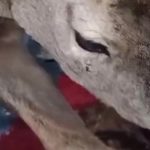 Bartın’da duyarlı davranış: Yaralı karacayı evine aldı