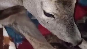 Bartın’da duyarlı davranış: Yaralı karacayı evine aldı