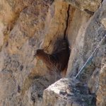 Batman’da kayalıklarda 5 gündür mahsur kalan keçi kurtarıldı