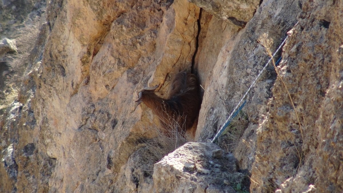 Batman’da kayalıklarda 5 gündür mahsur kalan keçi kurtarıldı