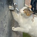 Batman’da susuz kalan kedi, musluktan kana kana su içti