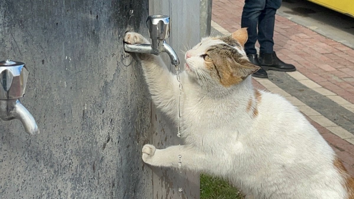 Batman’da susuz kalan kedi, musluktan kana kana su içti
