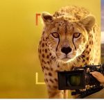 ‘Bertie Gregory Çitalarla Yüz Yüze’, 3 Ocak Cumartesi 20.00’de National Geographic WILD Ekranlarında!