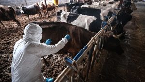 Bilecik’te şap alarmı: Hayvan giriş-çıkışları yasaklandı