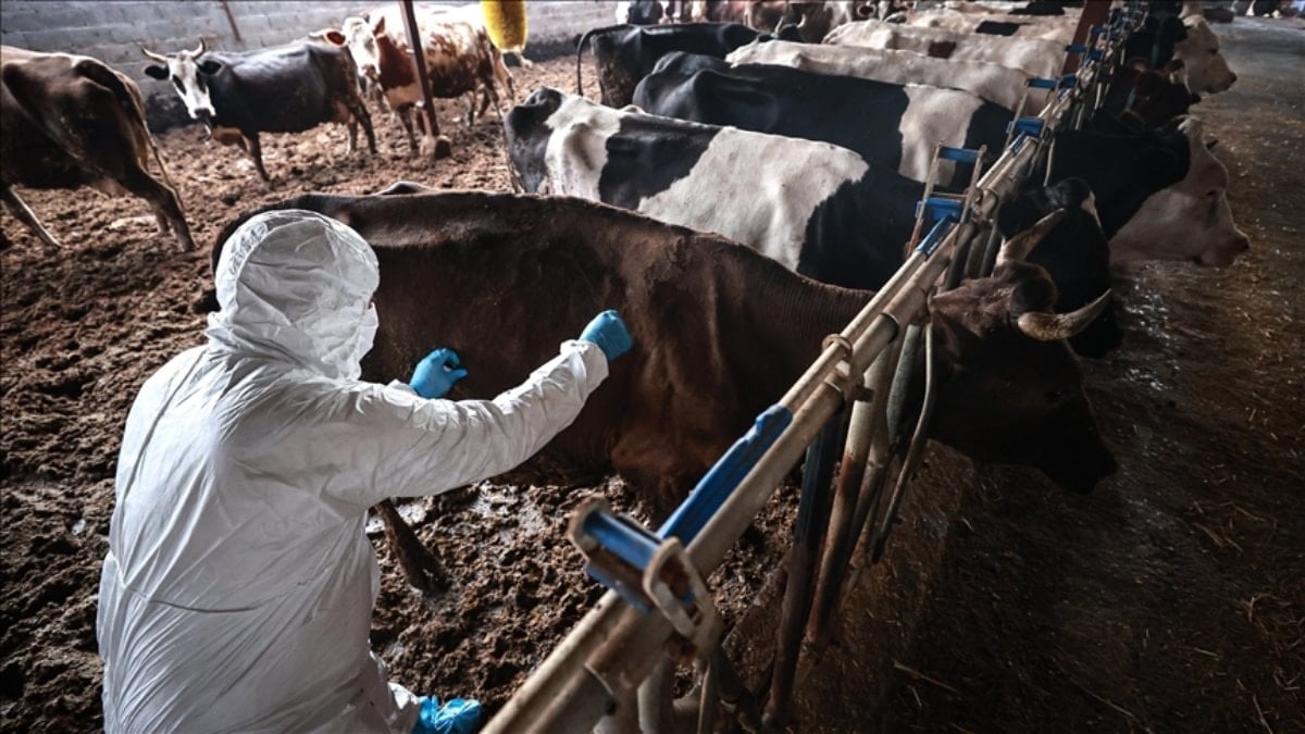 Bilecik’te şap alarmı: Hayvan giriş-çıkışları yasaklandı