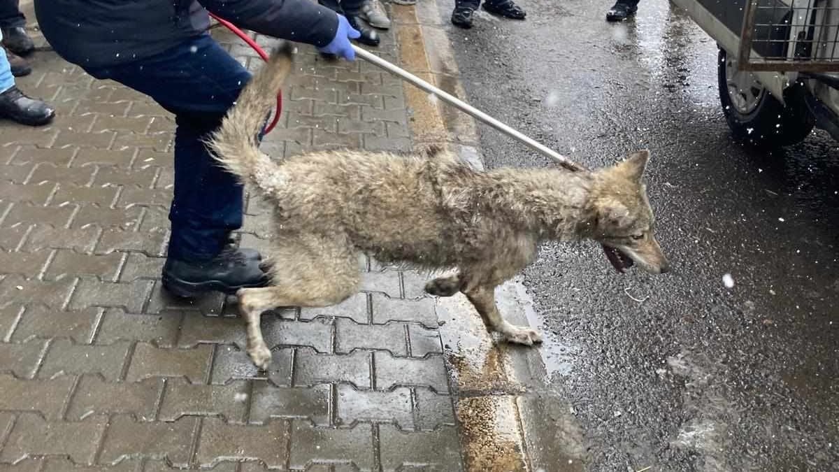 Bingöl’de lastikçiye giren kurt, kısa süreli paniğe yol açtı