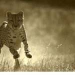 ‘Büyük Kediler Dünyası’, 1 Şubat Pazar 20.00’de National Geographic WILD Ekranlarında!