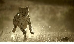 ‘Büyük Kediler Dünyası’, 1 Şubat Pazar 20.00’de National Geographic WILD Ekranlarında!