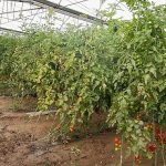 Büyükşehir Belediyesi Aksulu çiftçilerin yanında