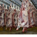 Büyükşehir Mezbahası’nda 6 bin 29 kesim yapıldı
