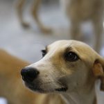 Büyükşehir’den Petshop sahiplerine ücretsiz eğitim